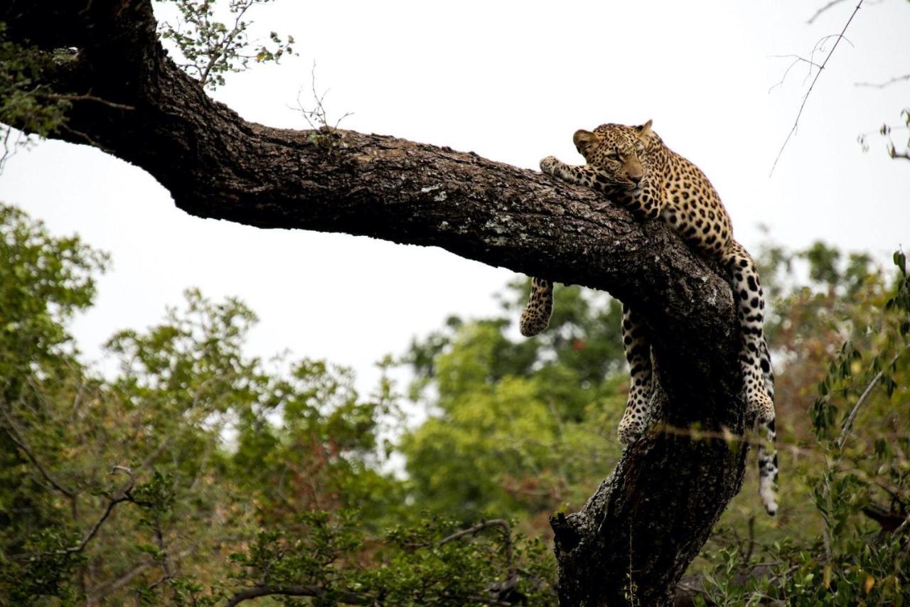 Kapama Karula Villa Kapama Game Reserve Dış mekan fotoğraf